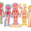 HAPE Jigsaw Puzzles | 3 Years+>Human Body Magnetic Puzzle
