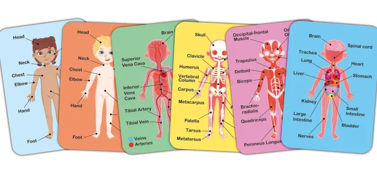 HAPE Jigsaw Puzzles | 3 Years+>Human Body Magnetic Puzzle